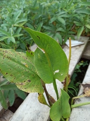 Alisma plantago-aquatica