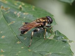 Xylota segnis