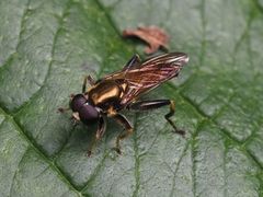 Xylota segnis