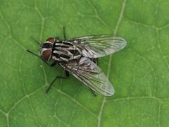 Graphomya maculata