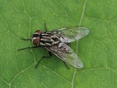 Graphomya maculata
