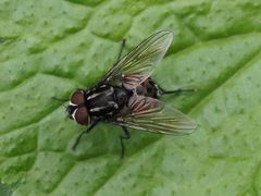 Graphomya maculata