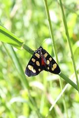 Heraclia africana
