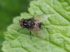 Graphomya maculata