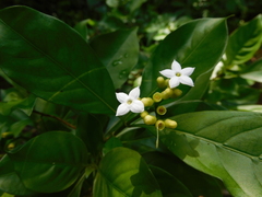 Eumachia microdon