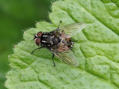 Graphomya maculata