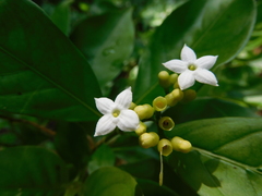 Eumachia microdon