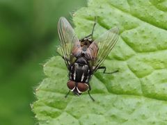 Graphomya maculata