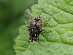 Graphomya maculata