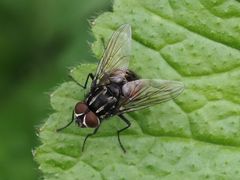 Graphomya maculata