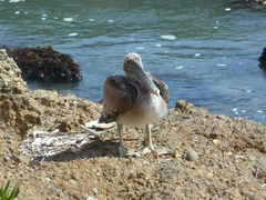 Pelecanus occidentalis