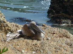 Pelecanus occidentalis