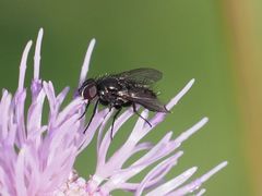 Rhinophora lepida