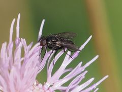 Rhinophora lepida