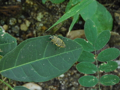 Lampetis hirtomaculata