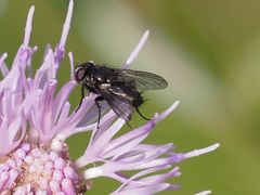 Rhinophora lepida