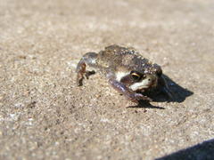 Breviceps