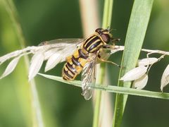 Helophilus pendulus