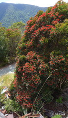 Metrosideros umbellata