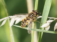 Helophilus pendulus