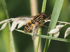 Helophilus pendulus