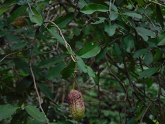 Cynophalla verrucosa