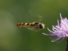 Sphaerophoria