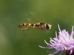 Sphaerophoria