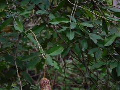 Cynophalla verrucosa