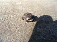 Breviceps