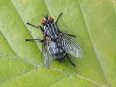 Sarcophagidae