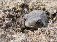 Breviceps