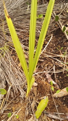 Eulophia welwitschii