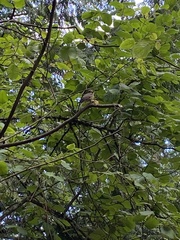 Vireonidae
