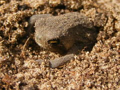 Breviceps