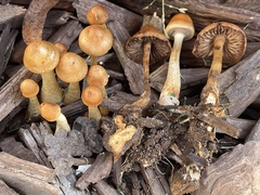 Hypholoma tuberosum