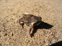 Breviceps