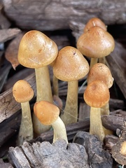 Hypholoma tuberosum