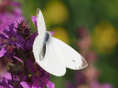 Pieris napi