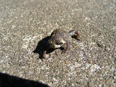 Breviceps