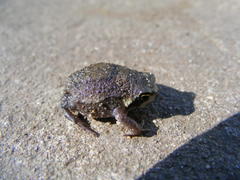 Breviceps