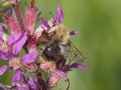 Bombus pascuorum