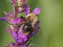 Bombus pascuorum
