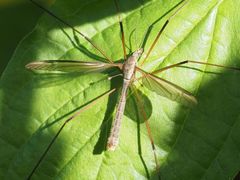Tipula