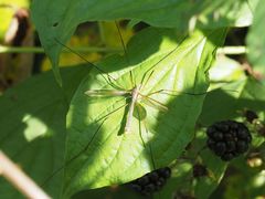 Tipula