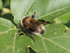 Bombus