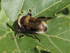 Bombus