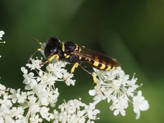 Crabronina