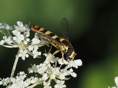Sphaerophoria