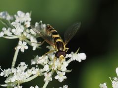 Sphaerophoria